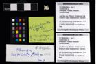 Foto (Objekt + Etikett) von Cycloprosopon sp.  (NHMW-GEO-2017-0089-0064b)
